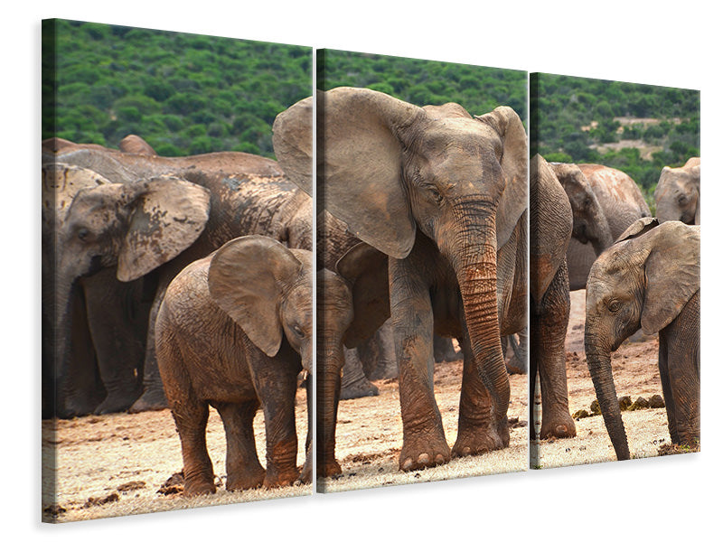 Leinwandbild 3-teilig Elefantenherde in Afrika