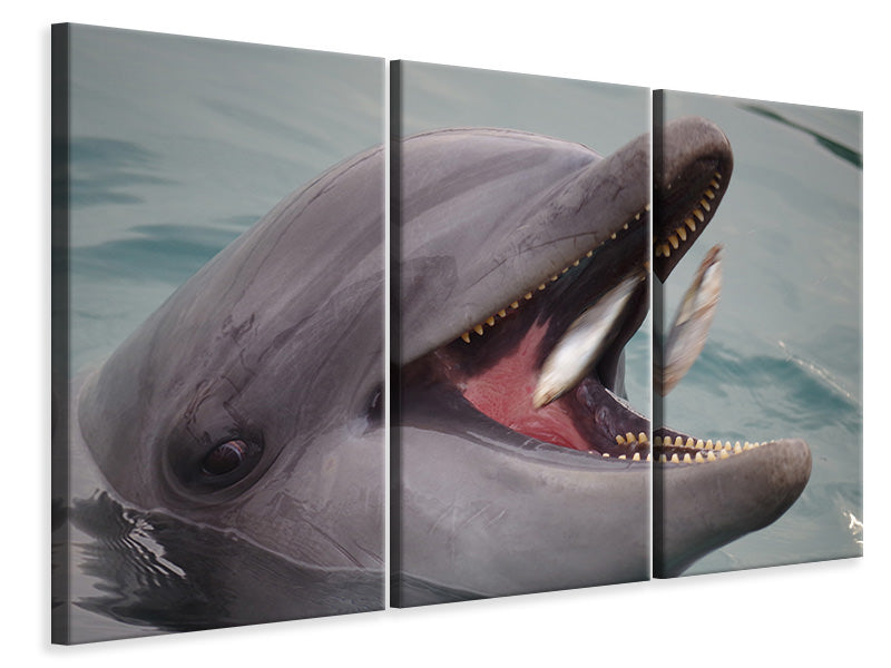Leinwandbild 3-teilig Essenszeit für einen Delphin