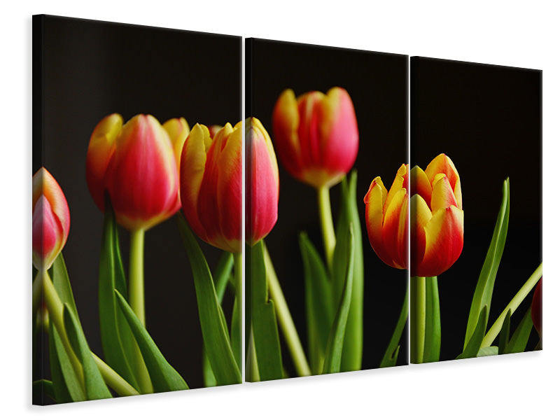 Leinwandbild 3-teilig Farbenfrohe Tulpen