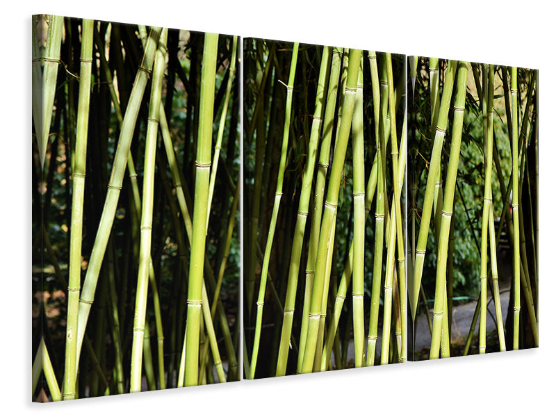 Leinwandbild 3-teilig Frischer Bambus