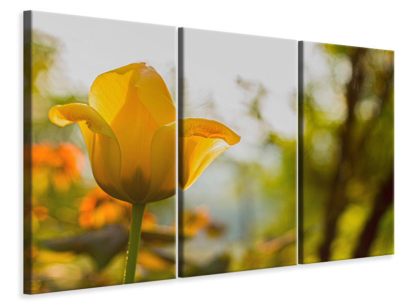 Leinwandbild 3-teilig Gelbe Tulpe in der Natur