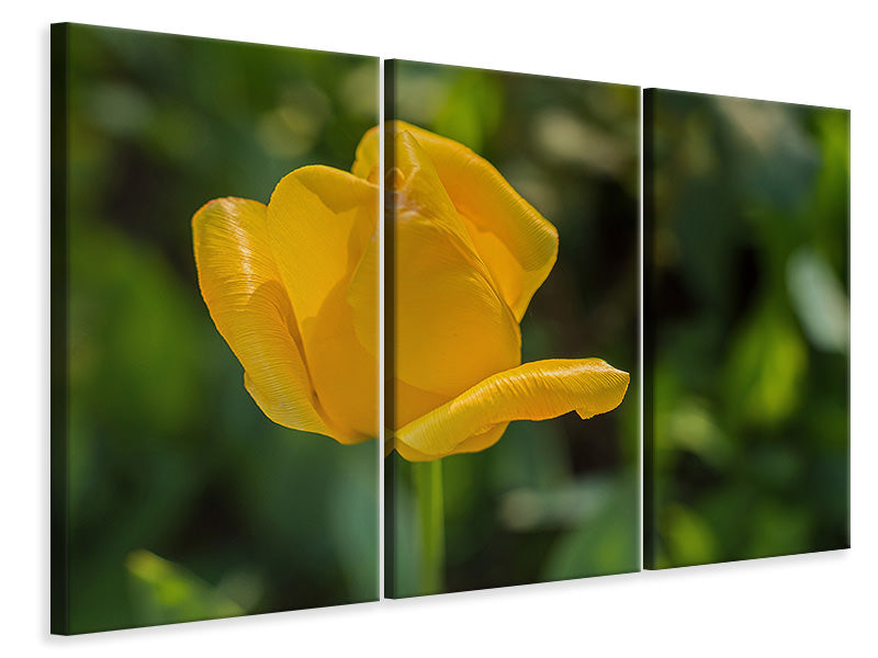 Leinwandbild 3-teilig Gelbe Tulpe XL