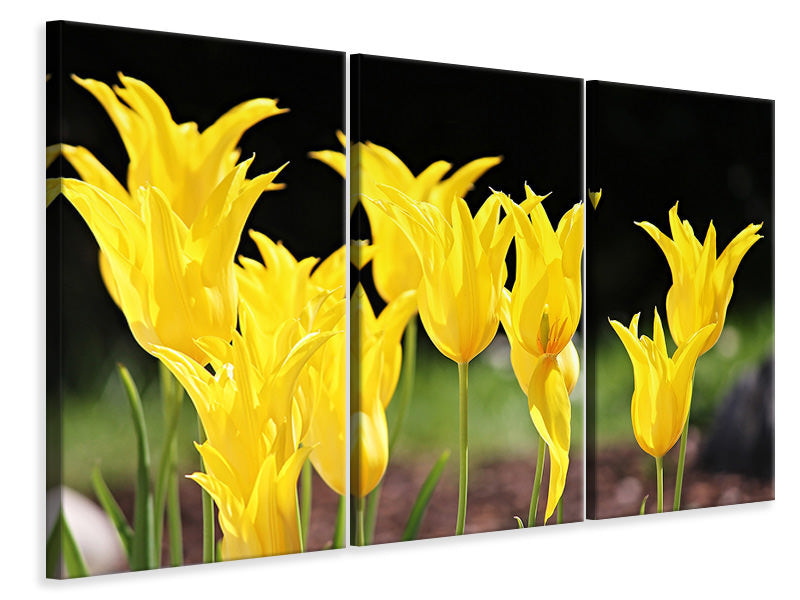 Leinwandbild 3-teilig Gelbe Tulpen in der Natur