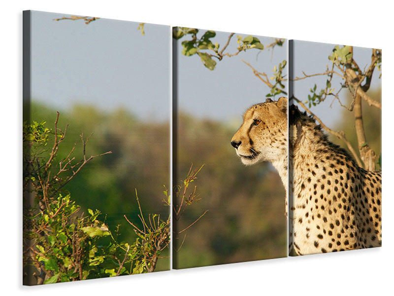 Leinwandbild 3-teilig Gepard in der Natur