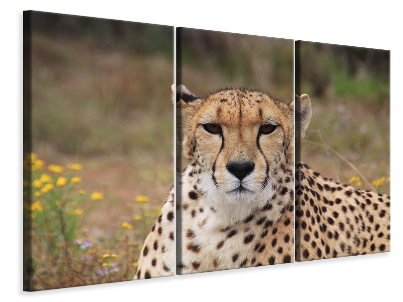 Leinwandbild 3-teilig Gepard XL