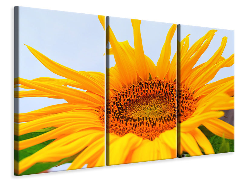 Leinwandbild 3-teilig Grosse Sonnenblume