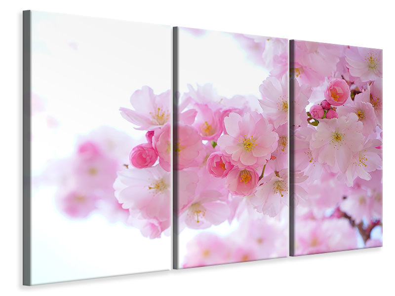 Leinwandbild 3-teilig Japanische Kirschblüte XL