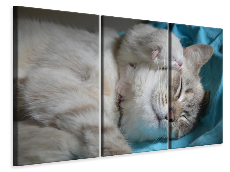 Leinwandbild 3-teilig Katzen Mama mit Baby