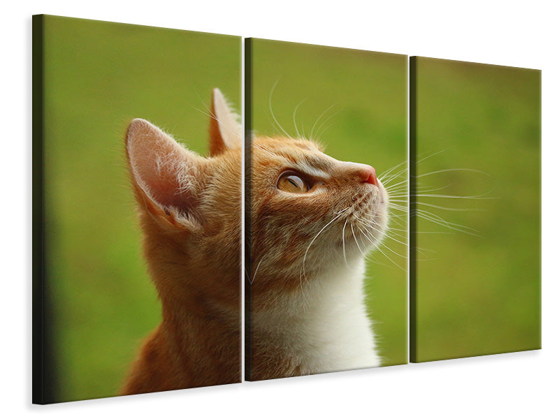 Leinwandbild 3-teilig Katzennase