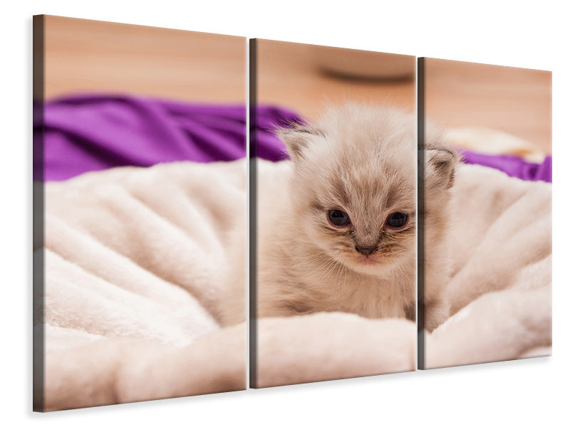 Leinwandbild 3-teilig Kitten zum Verlieben