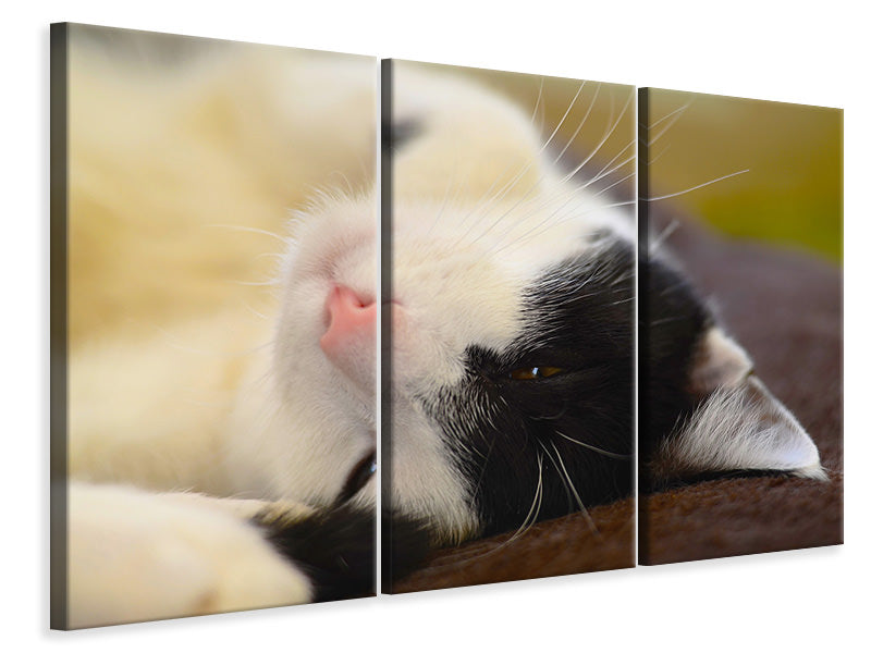 Leinwandbild 3-teilig Kuschelige Katze