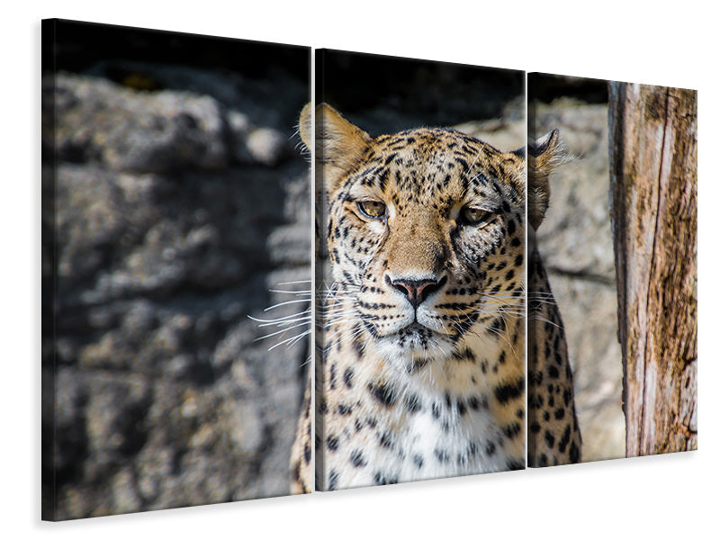Leinwandbild 3-teilig Leopard auf der Lauer