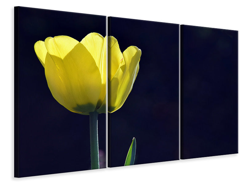 Leinwandbild 3-teilig Leuchtende Tulpe