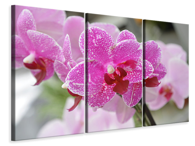 Leinwandbild 3-teilig Lila Orchideen in der Blüte