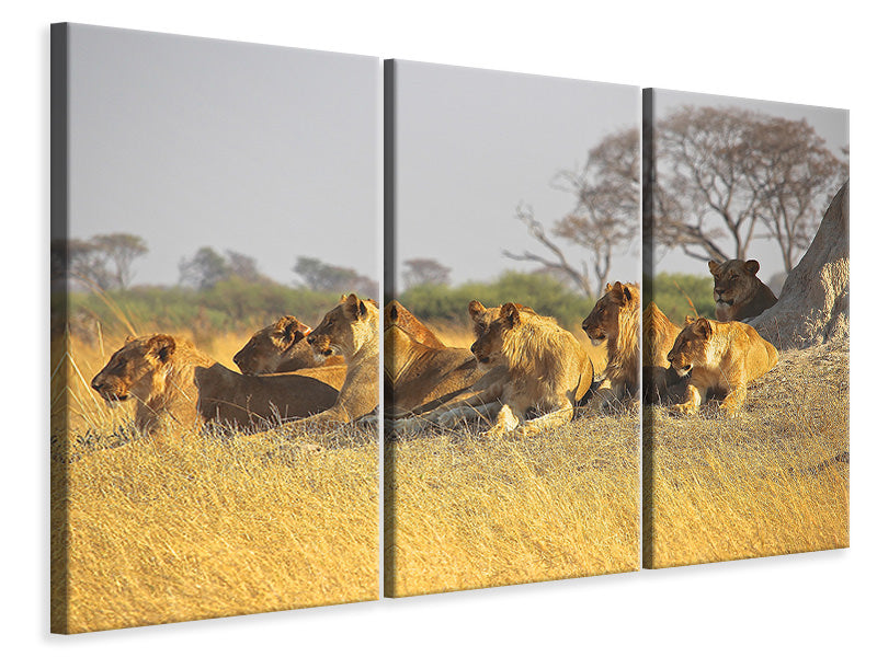 Leinwandbild 3-teilig Löwen Familie