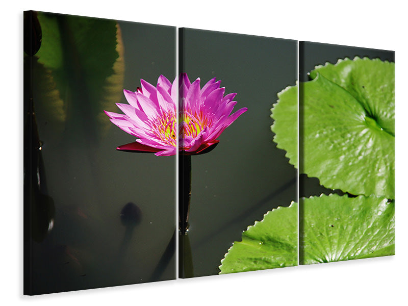 Leinwandbild 3-teilig Lotus Blüte in pink