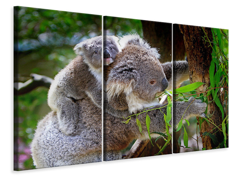Leinwandbild 3-teilig Mama und Baby Koala