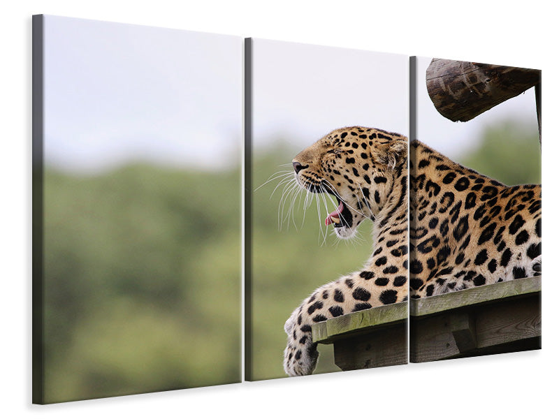 Leinwandbild 3-teilig Müder Leopard