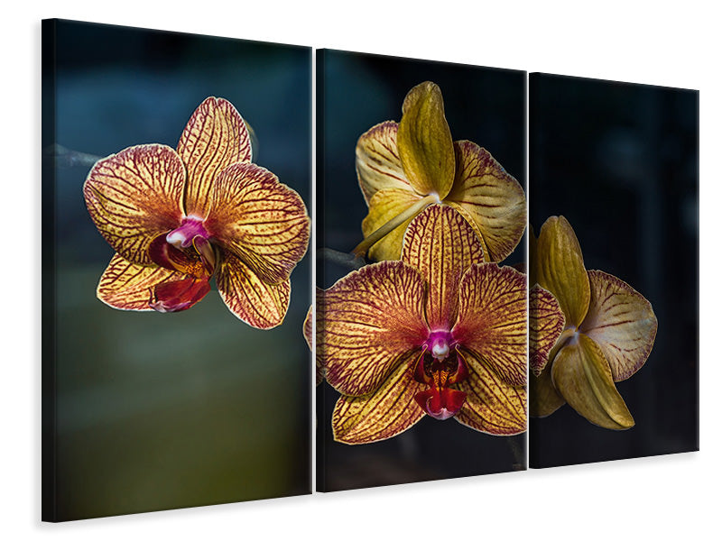 Leinwandbild 3-teilig Orchidaceae