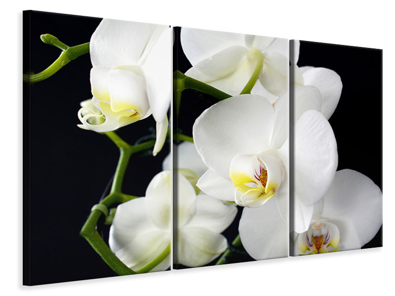 Leinwandbild 3-teilig Orchidee Close up