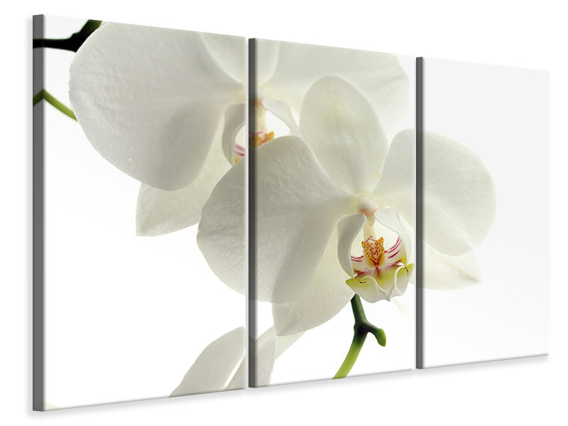Leinwandbild 3-teilig Orchideen Blüte