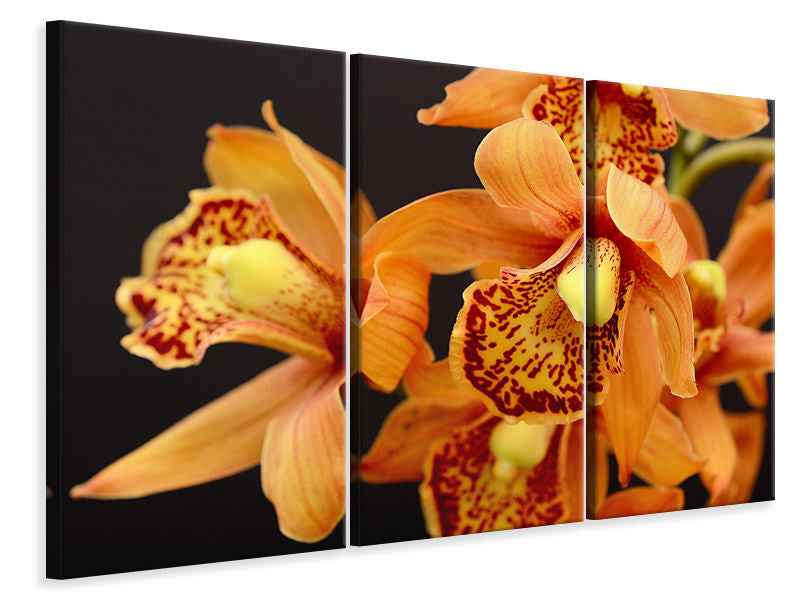 Leinwandbild 3-teilig Orchideen mit orangen Blüten