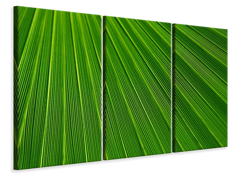 Leinwandbild 3-teilig Palm Streifen 1