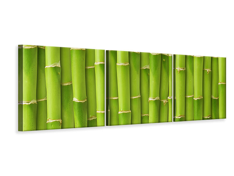 Panorama Leinwandbild 3-teilig Bambuswand
