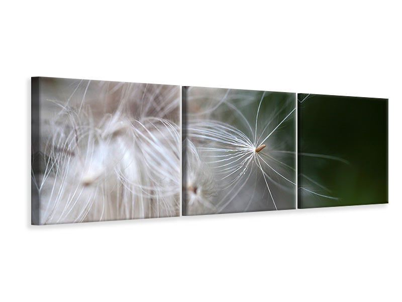 Panorama Leinwandbild 3-teilig Close up Blütenfasern
