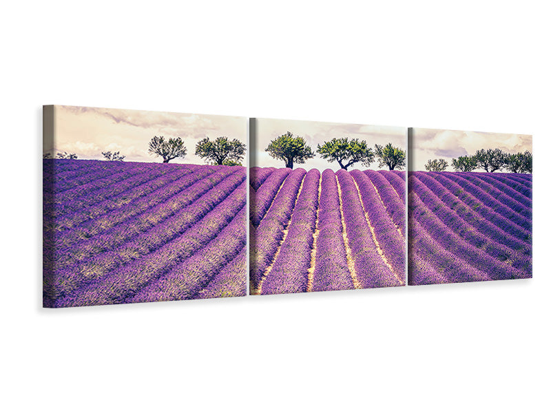 Panorama Leinwandbild 3-teilig Das Lavendelfeld
