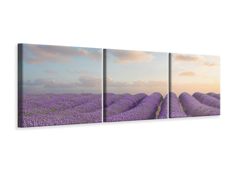Panorama Leinwandbild 3-teilig Das blühende Lavendelfeld