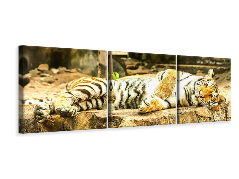 Panorama Leinwandbild 3-teilig Der Sibirische Tiger