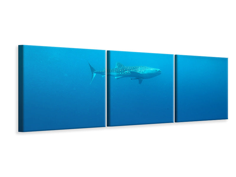 Panorama Leinwandbild 3-teilig Der Walhai
