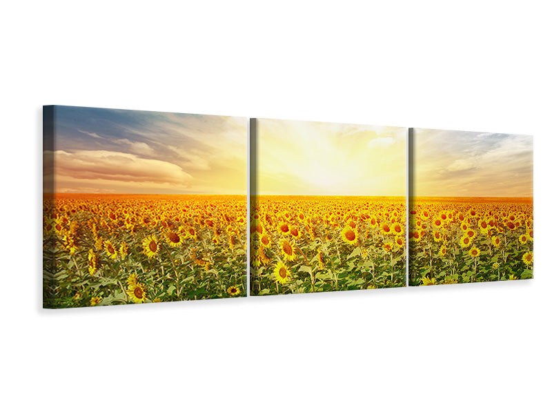 Panorama Leinwandbild 3-teilig Ein Feld voller Sonnenblumen