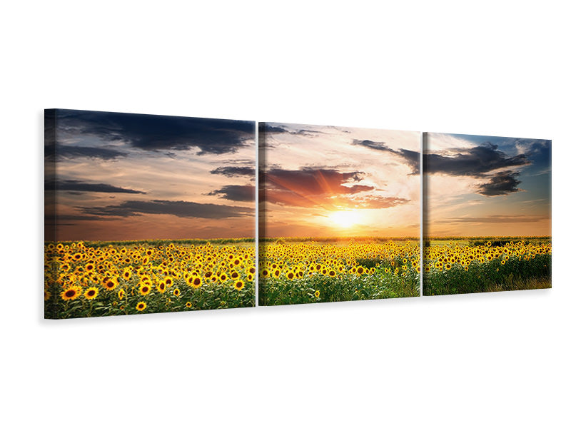 Panorama Leinwandbild 3-teilig Ein Feld von Sonnenblumen