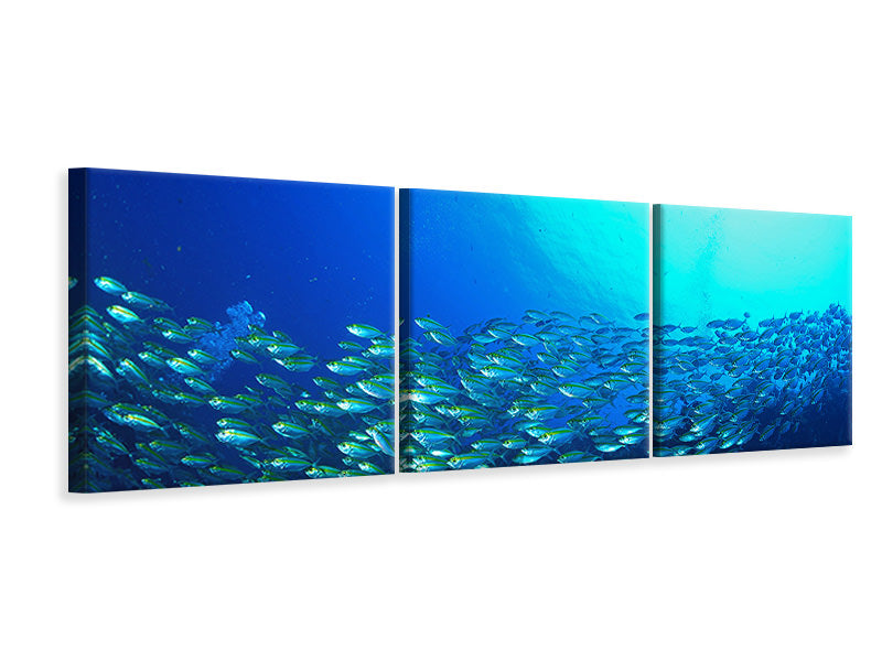 Panorama Leinwandbild 3-teilig Fischschwarm