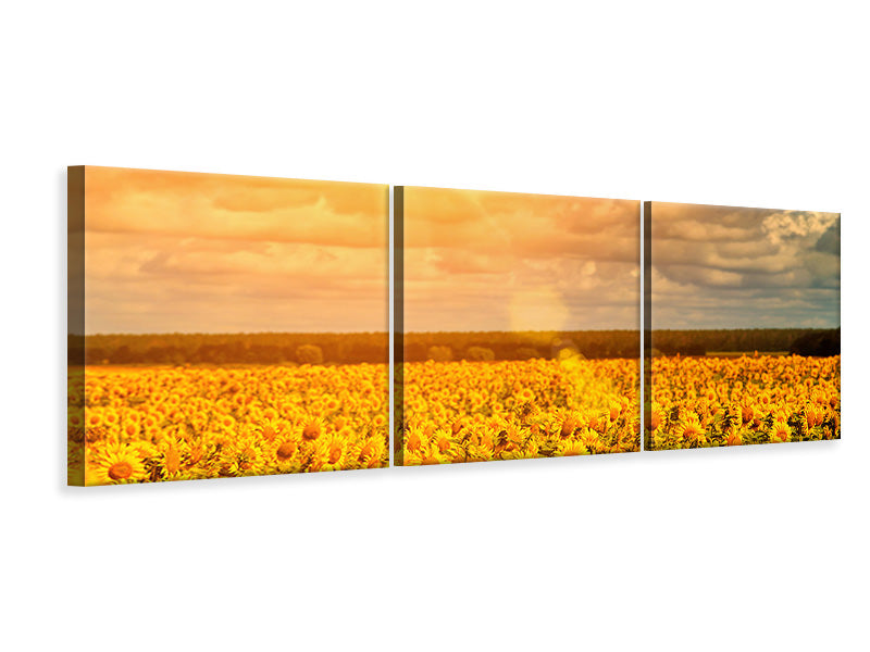 Panorama Leinwandbild 3-teilig Goldenes Licht für Sonnenblumen