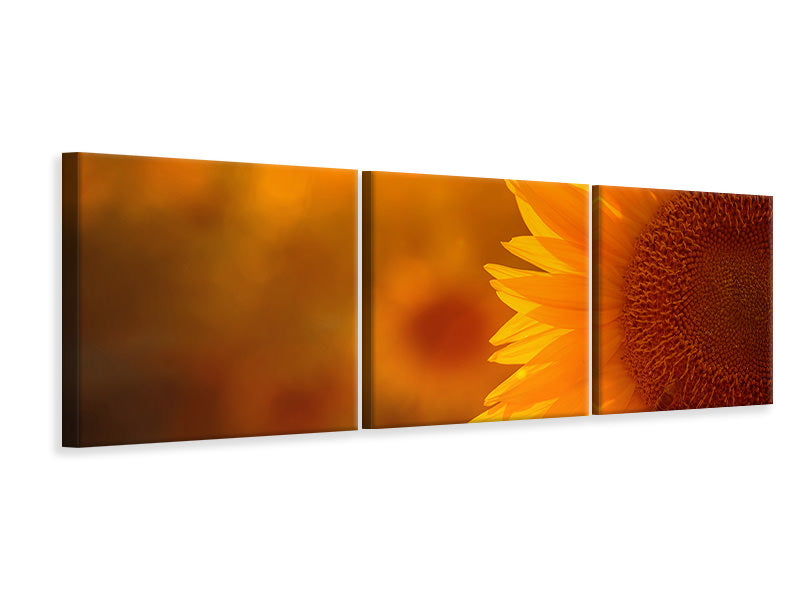 Panorama Leinwandbild 3-teilig Macro-Sonnenblume