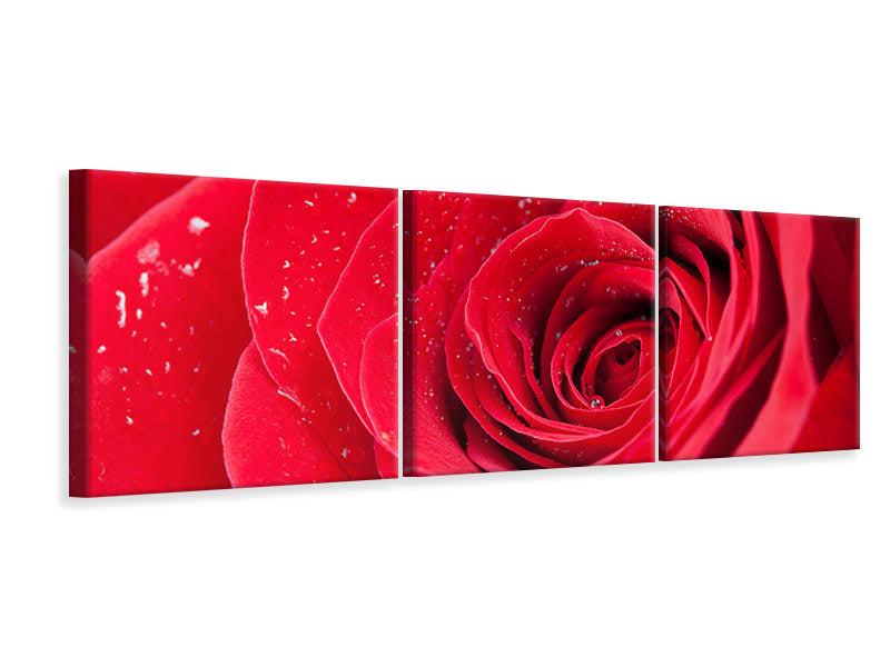 Panorama Leinwandbild 3-teilig Rote Rose im Morgentau