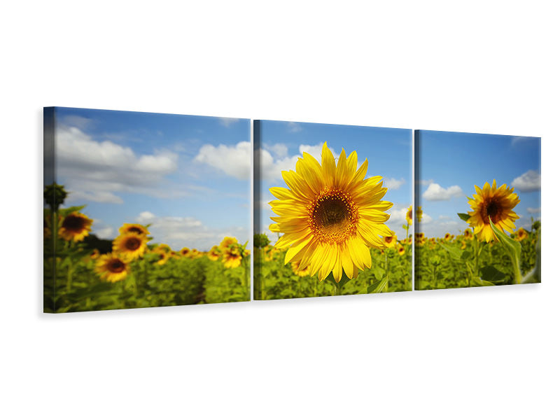 Panorama Leinwandbild 3-teilig Sommer-Sonnenblumen