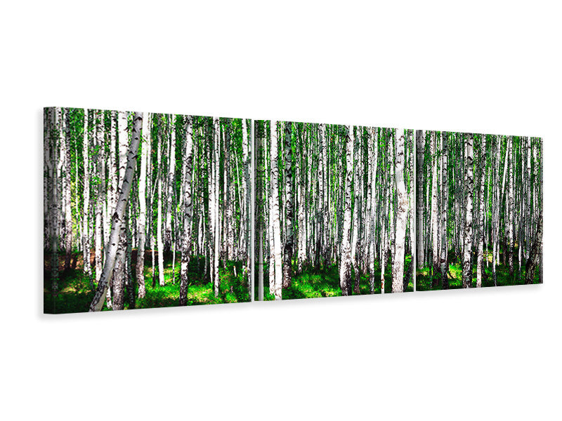 Panorama Leinwandbild 3-teilig Sommerlicher Birkenwald