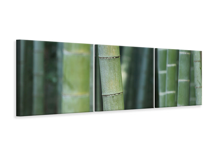 Panorama Leinwandbild 3-teilig Bambus in XXL