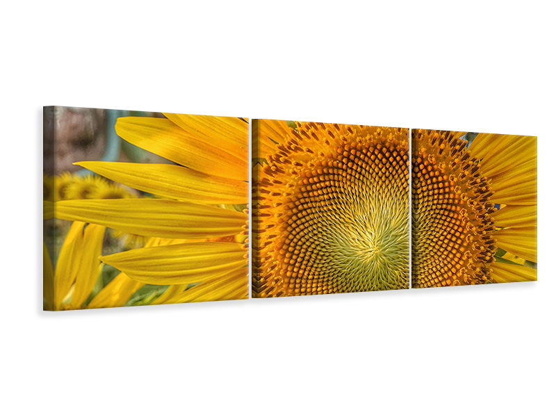 Panorama Leinwandbild 3-teilig Blütenstand einer Sonnenblume