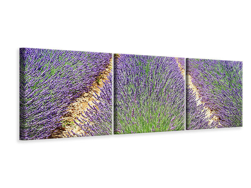 Panorama Leinwandbild 3-teilig Das Lavendel Feld
