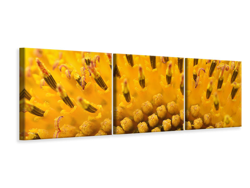 Panorama Leinwandbild 3-teilig Die Knospen der Sonnenblume in XXL