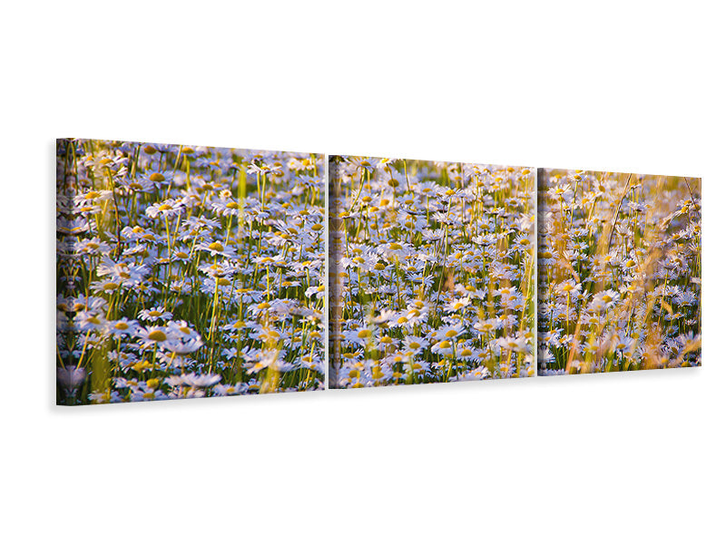 Panorama Leinwandbild 3-teilig Ein Feld voll Kamille