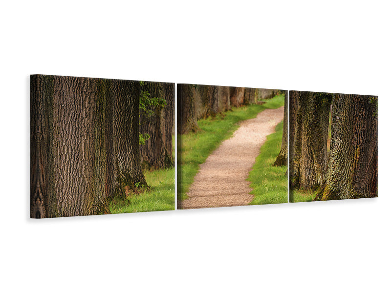 Panorama Leinwandbild 3-teilig Ein Weg im Wald
