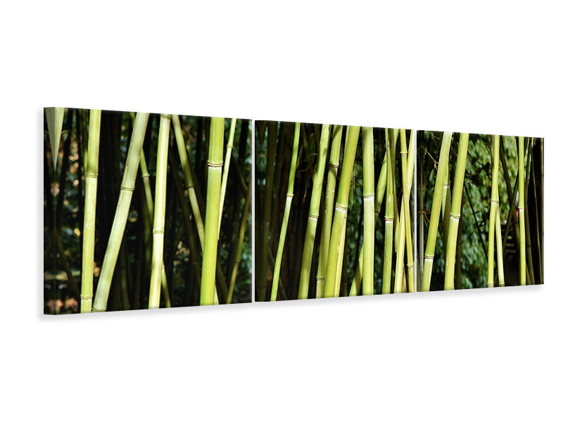 Panorama Leinwandbild 3-teilig Frischer Bambus