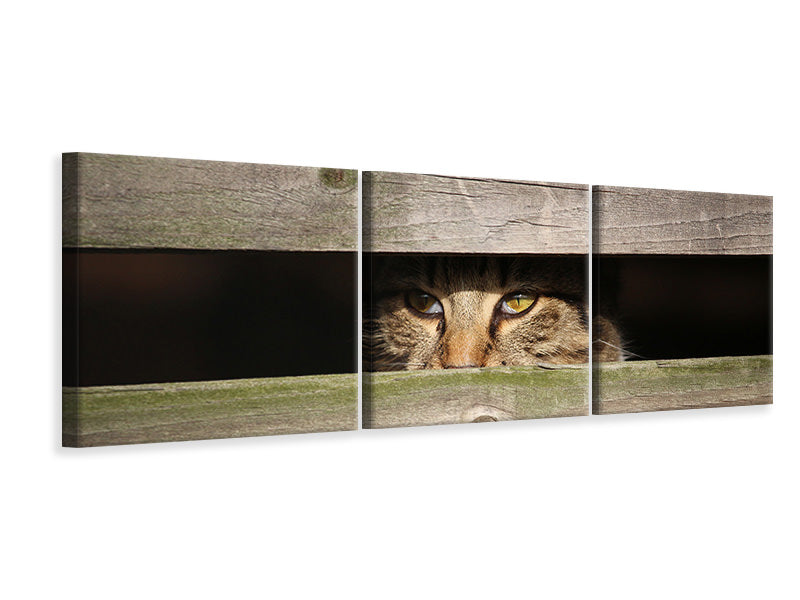 Panorama Leinwandbild 3-teilig Katze im Versteck