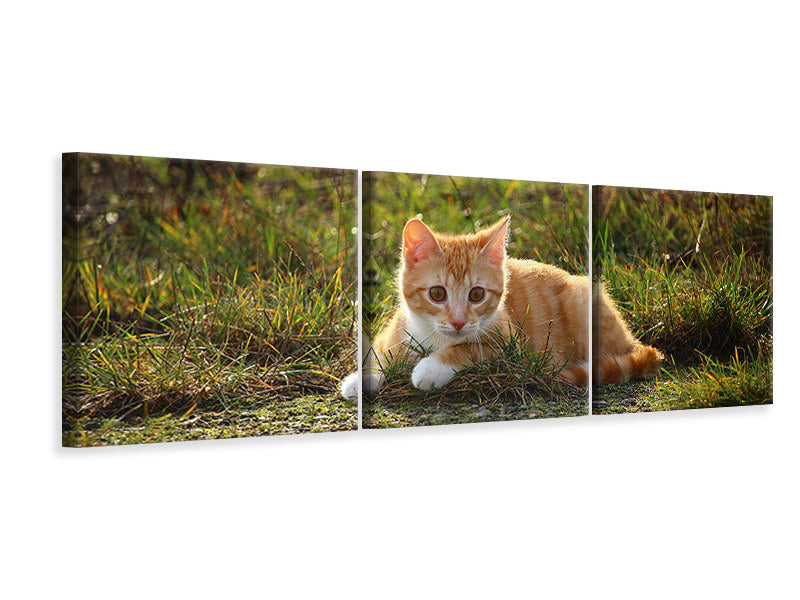 Panorama Leinwandbild 3-teilig Kitten in der Natur
